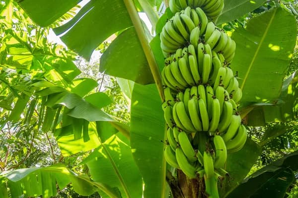 Bananas