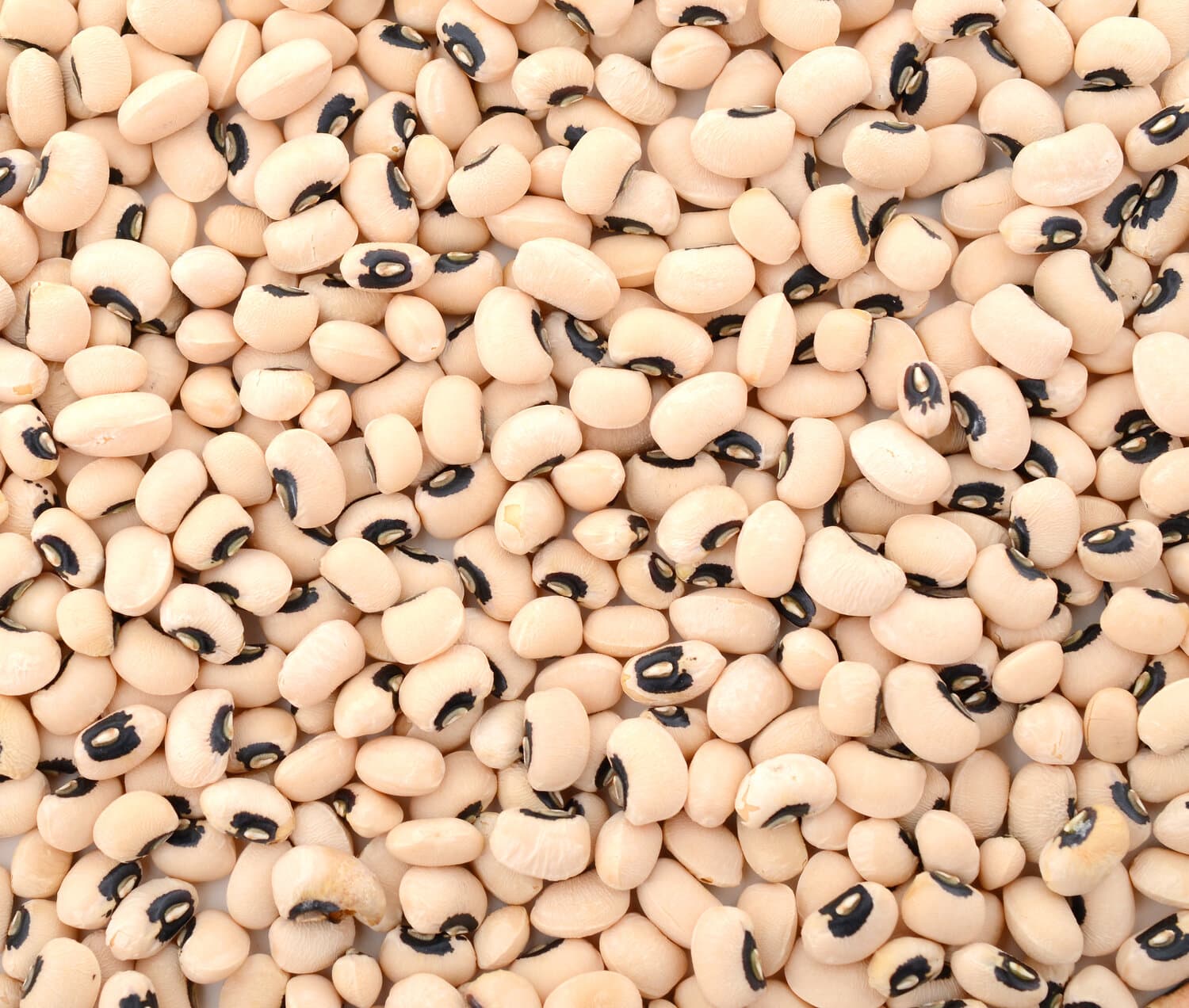 Castile Beans