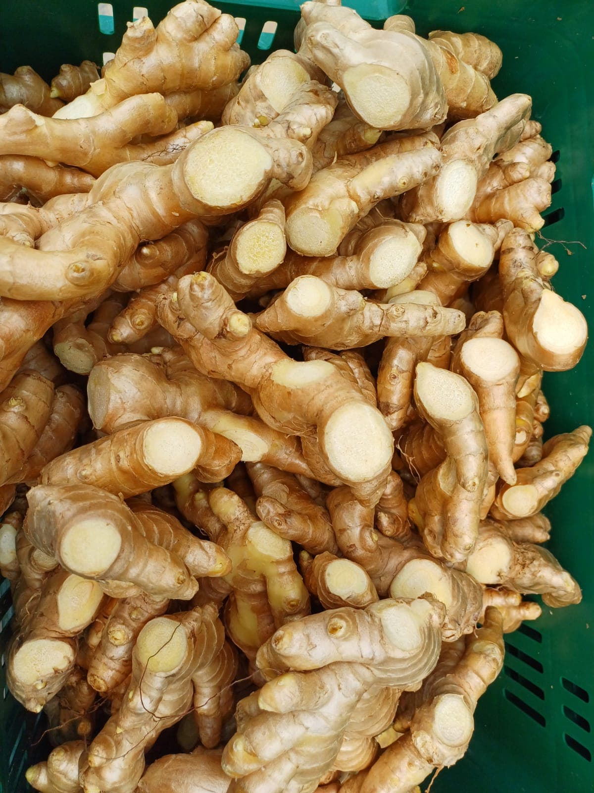 Ginger