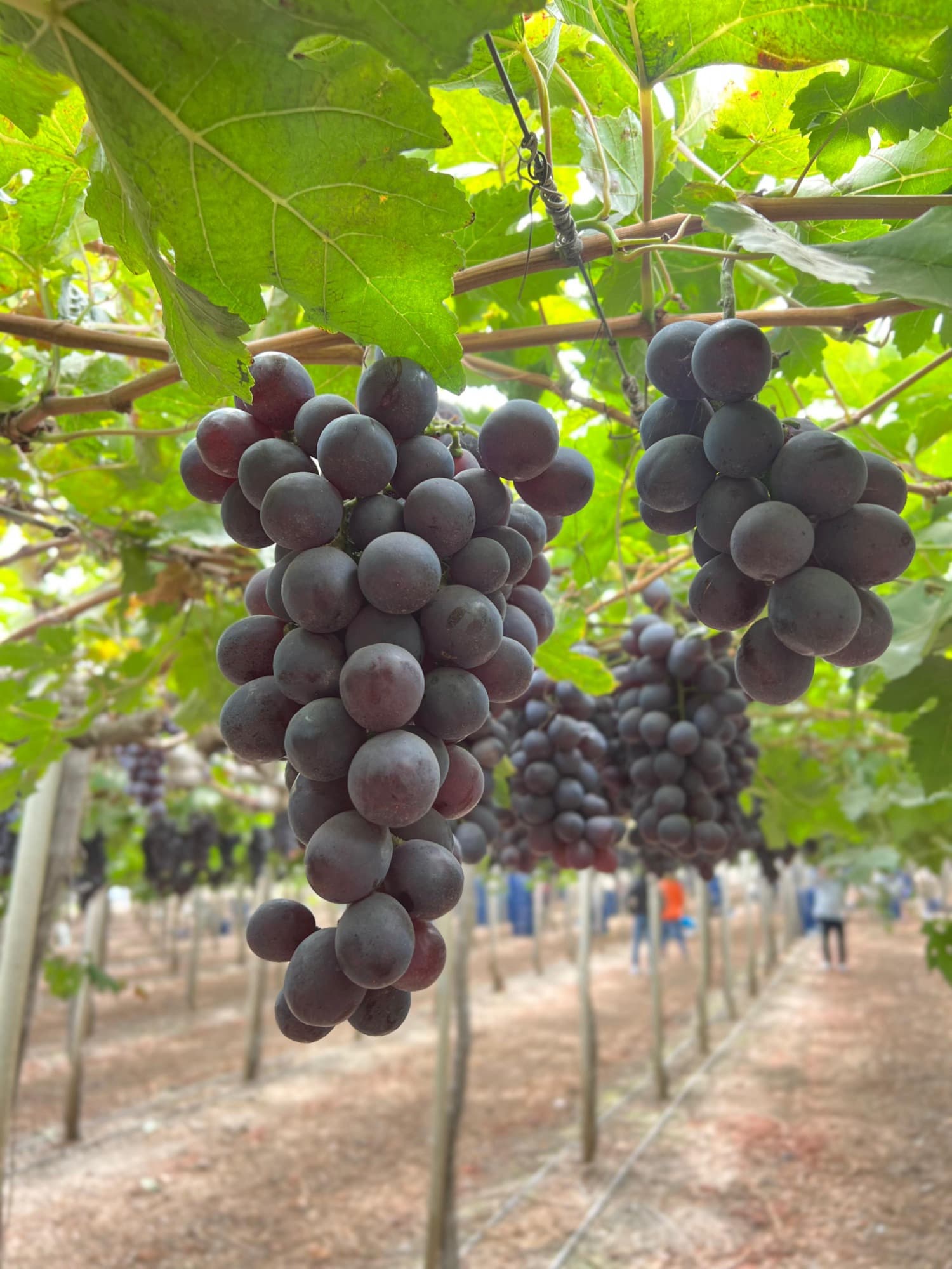 Grapes Red Globe