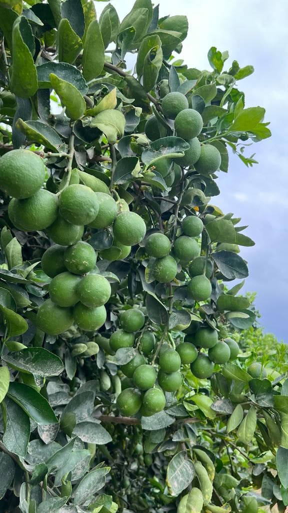 Tahiti Lemons
