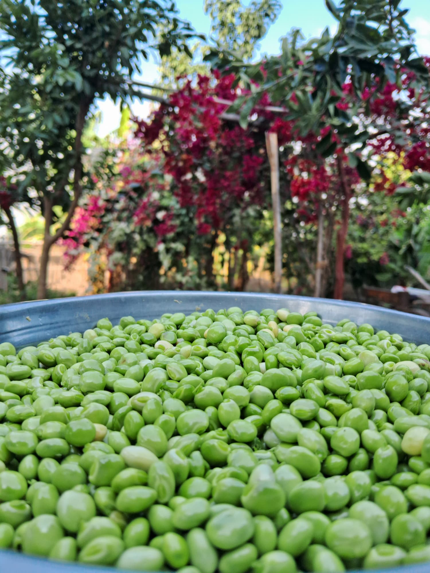 Loctao Beans