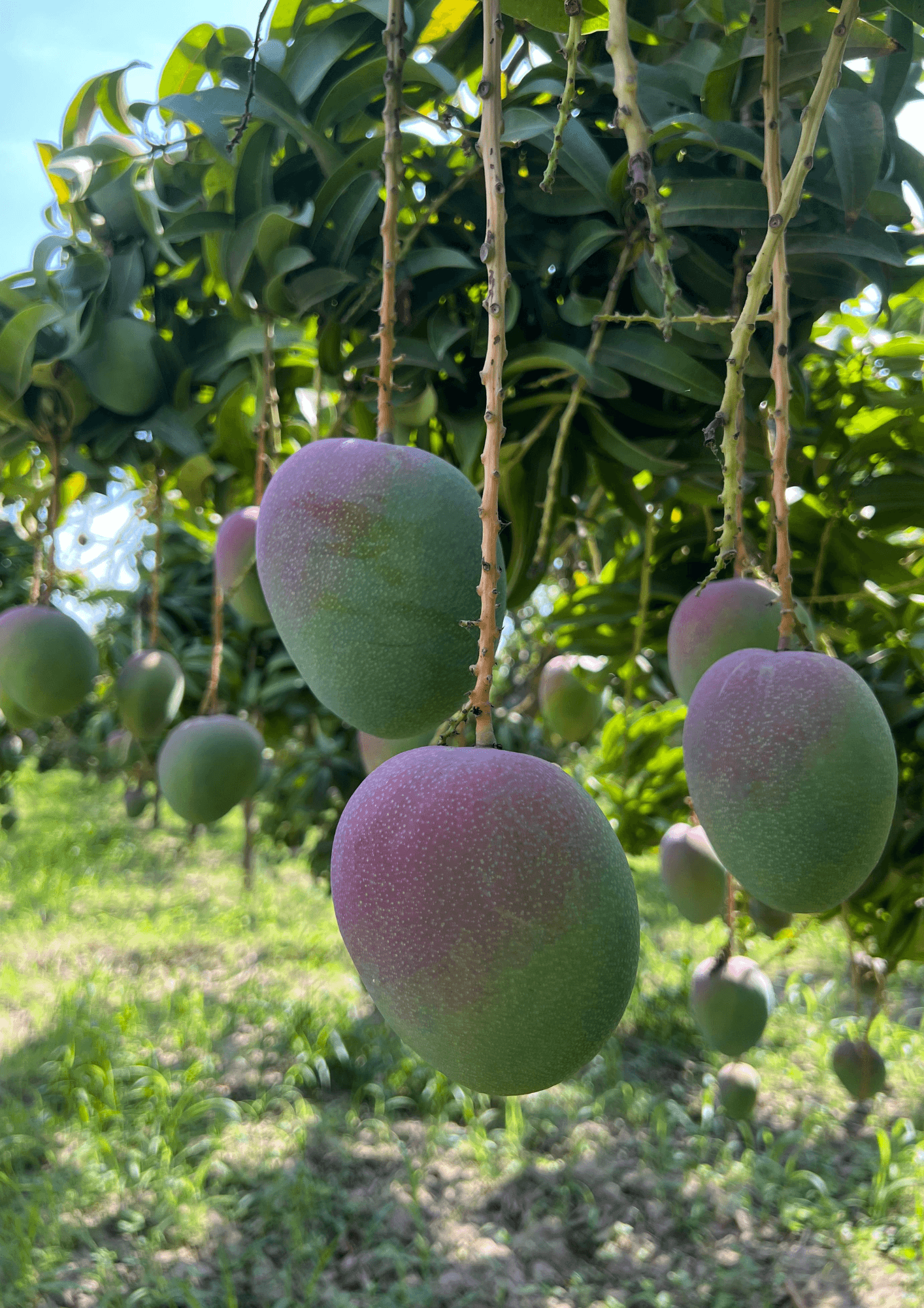 Mangoes Kent, Edward and Haden