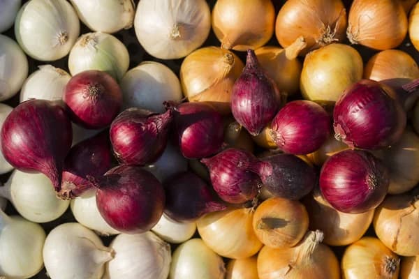 Onions