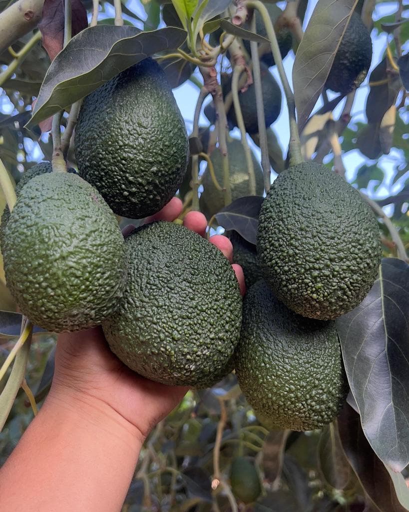 Avocados