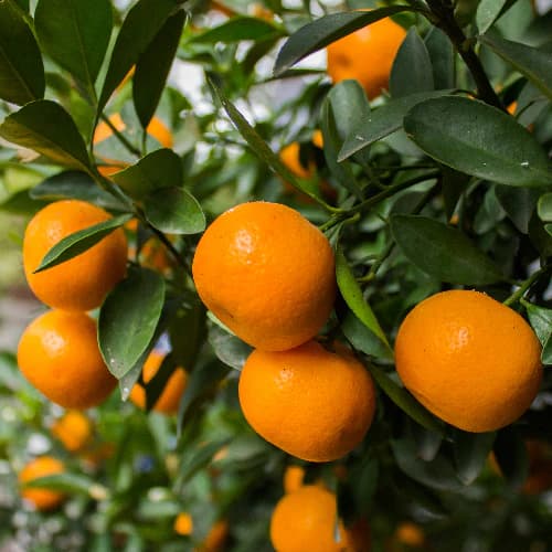Tangerines W Murcot
